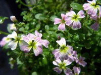 /album/plants/plant-10-jpg/